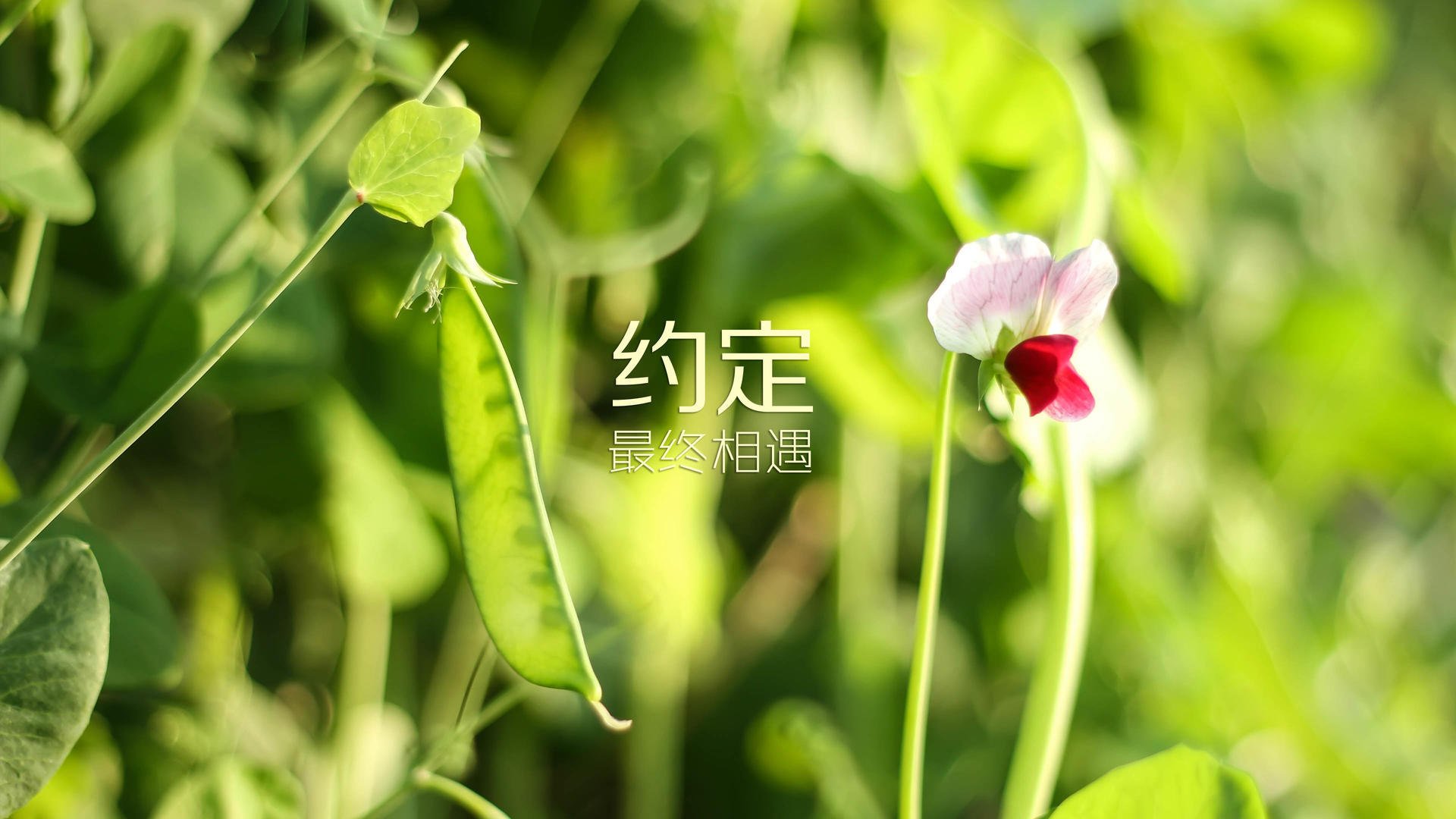 意大利足球赛事将引进新科技，提升比赛体验，意大利足球有什么比赛