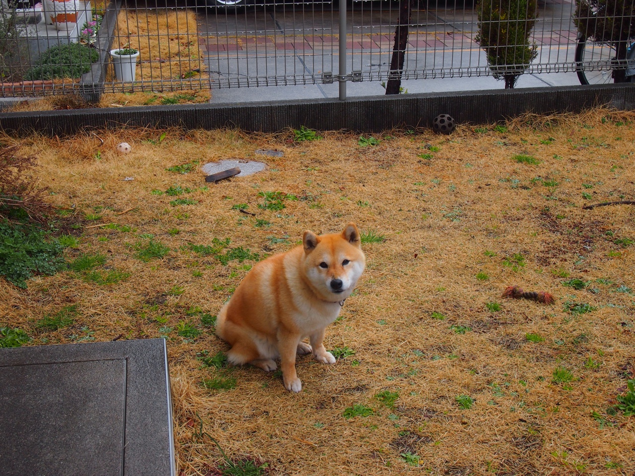 澳大利亚对决保加利亚，欧洲杯赛场炙热进行，澳大利亚对手