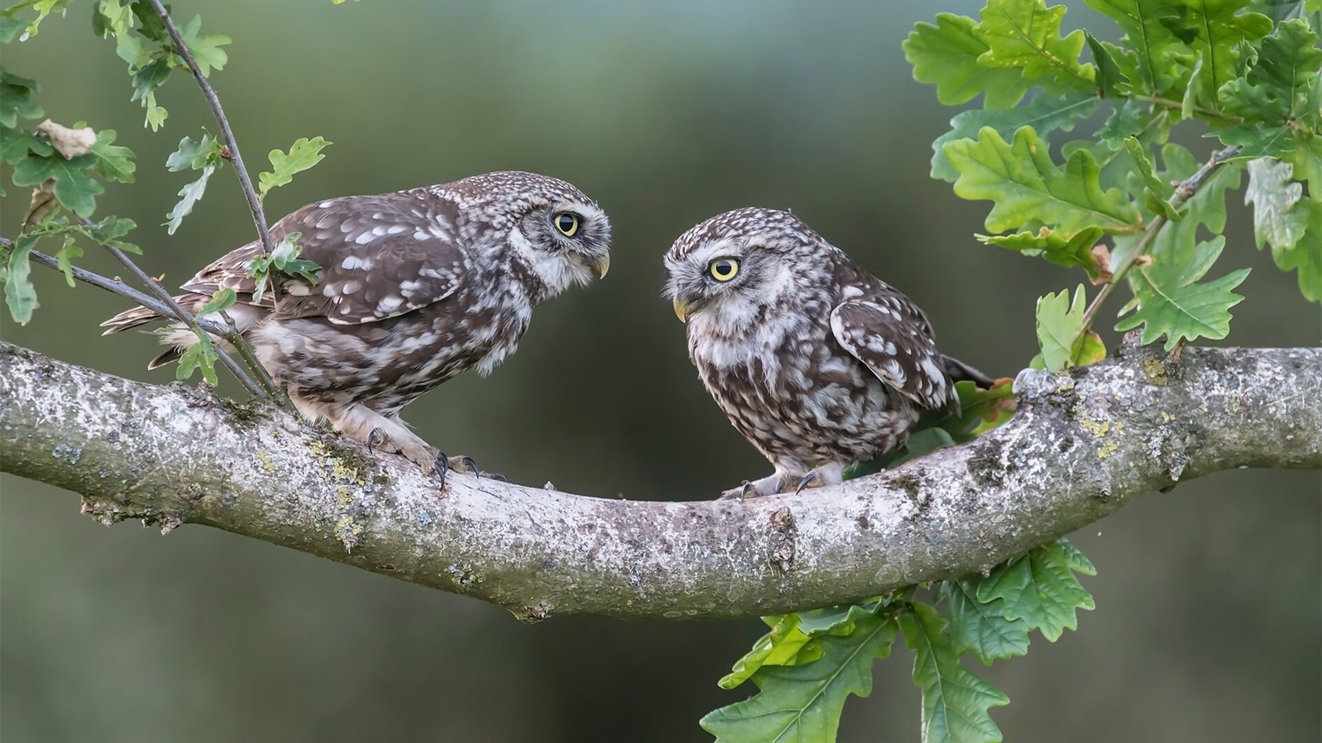 热门球队实力暴露,成为对手击败焦点,最热门的球队