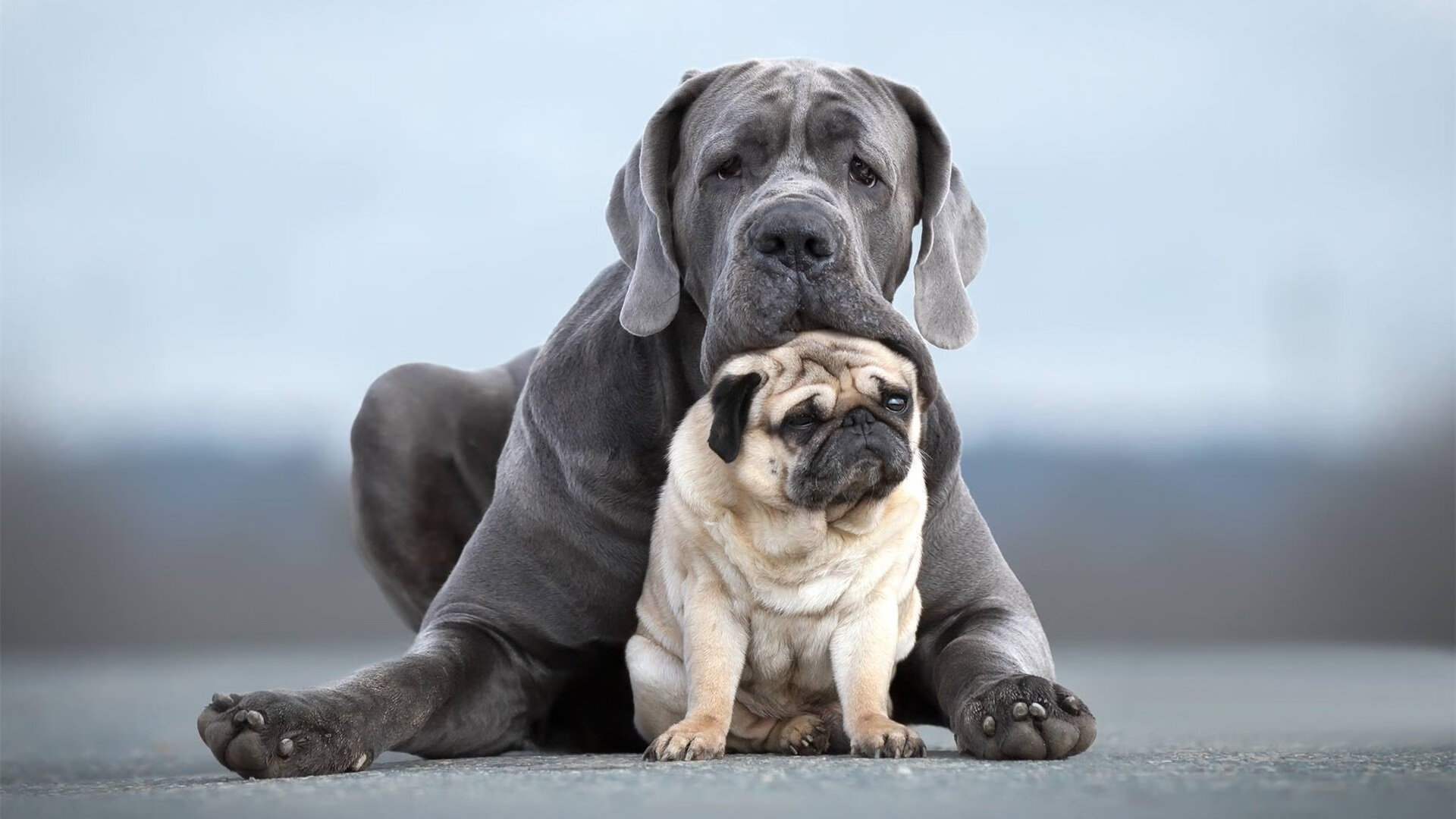 中国足球外援战术融合度评分模型