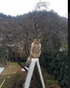 国足临门决策时间与射门精准度数据,国足射门训练
