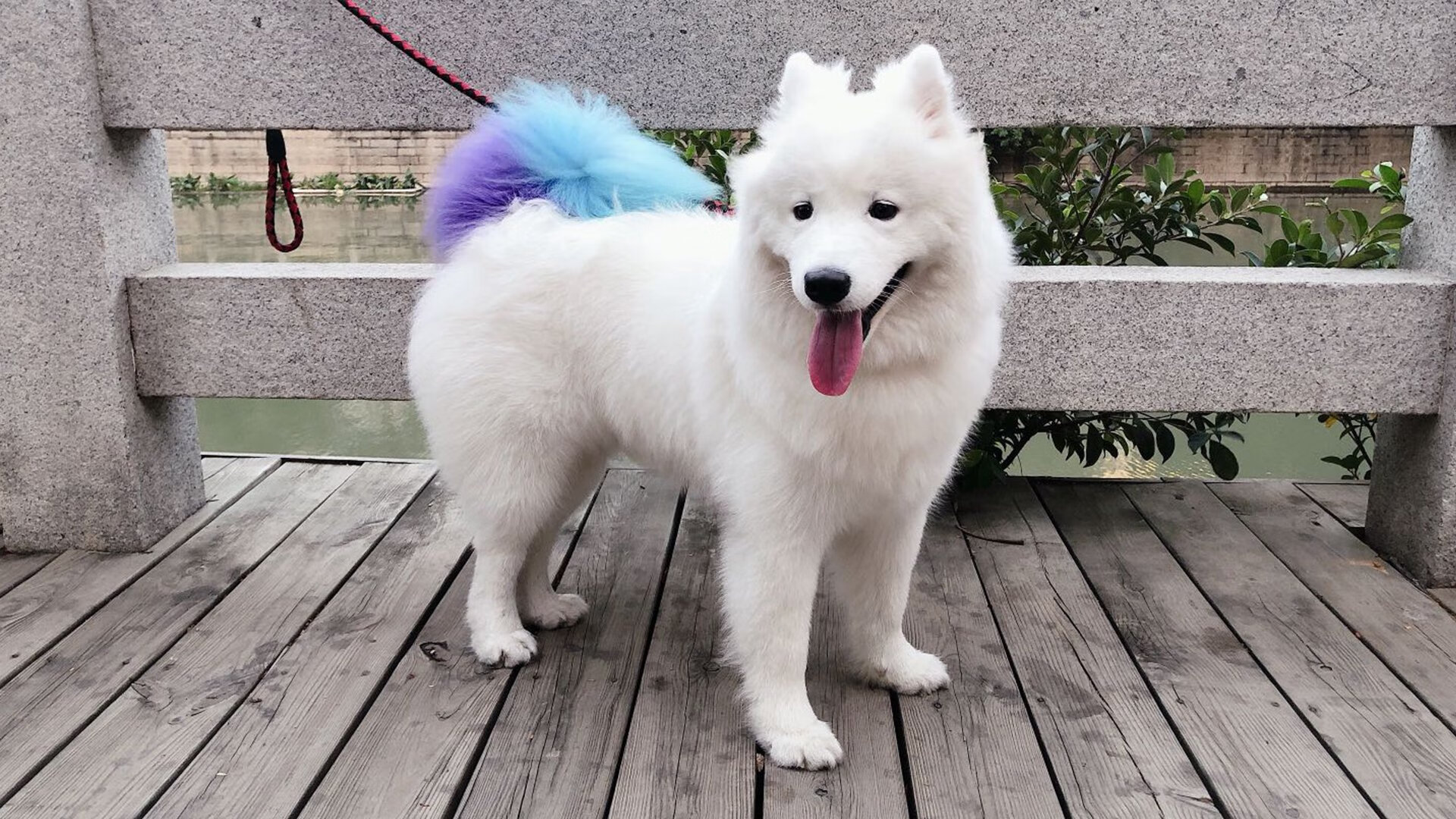 中国香港队赛制探讨：如何通过精准战术实现全队目标，香港队入场