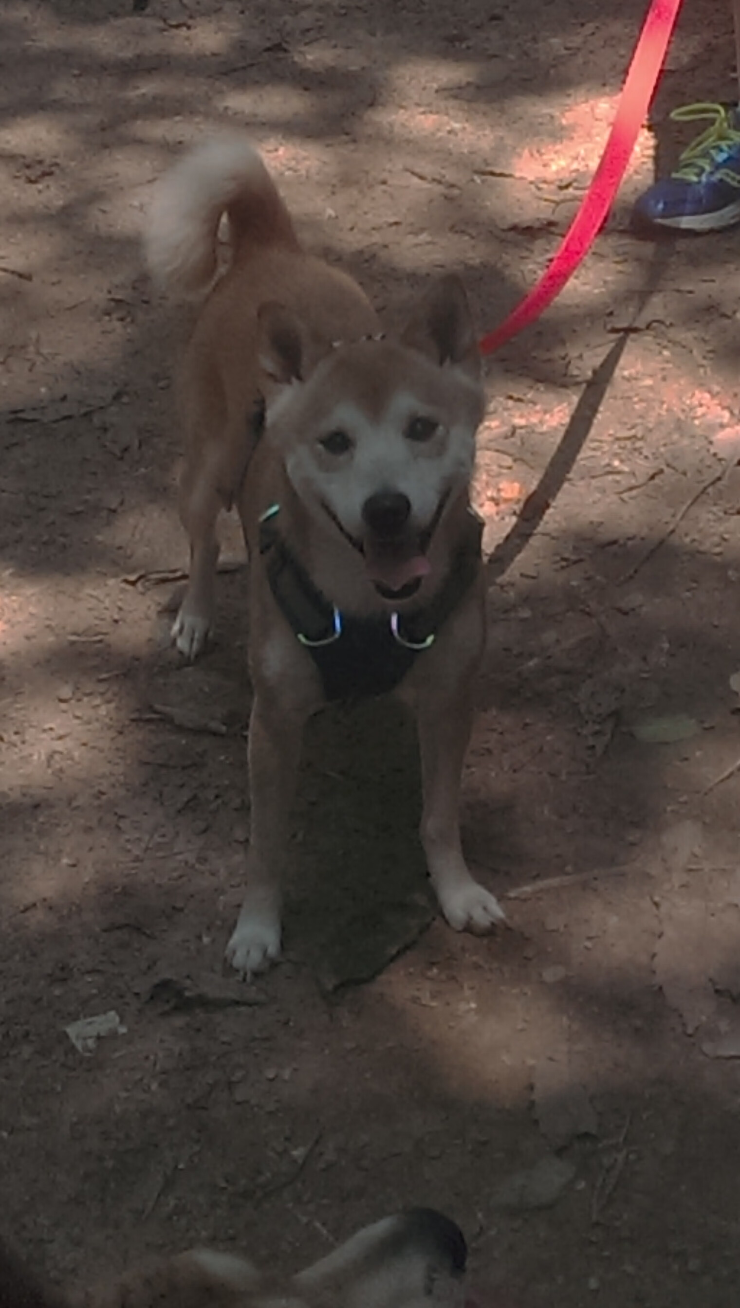 亚特兰大传切配合日趋默契破防利器,亚特兰大传奇球员