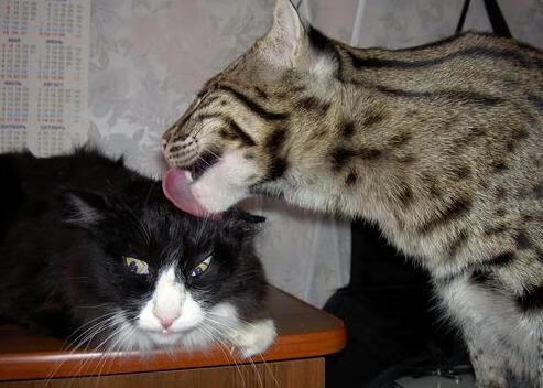 里昂中前场默契配合提升攻防转换速度，里昂中锋