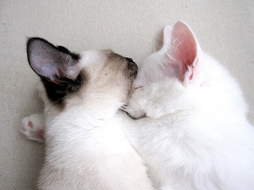 中甲联赛设立专属青训观察日展示梯队培养成果,中甲俱乐部试训招生