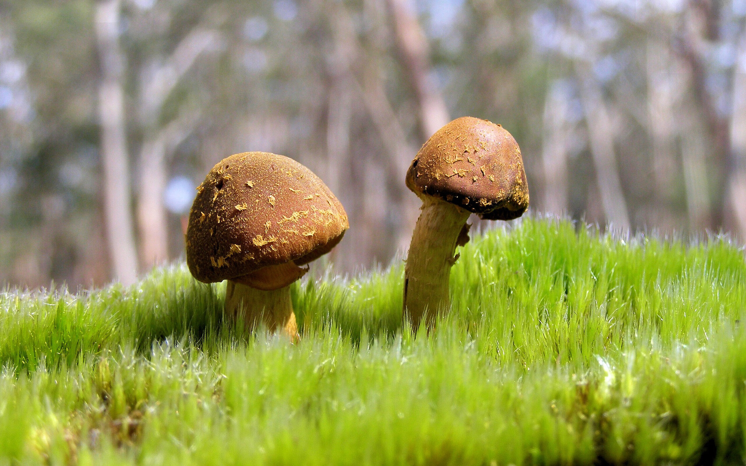 希腊女篮在欧洲锦标赛中再夺金牌,霸主地位坚不可摧,希腊欧洲杯赛程