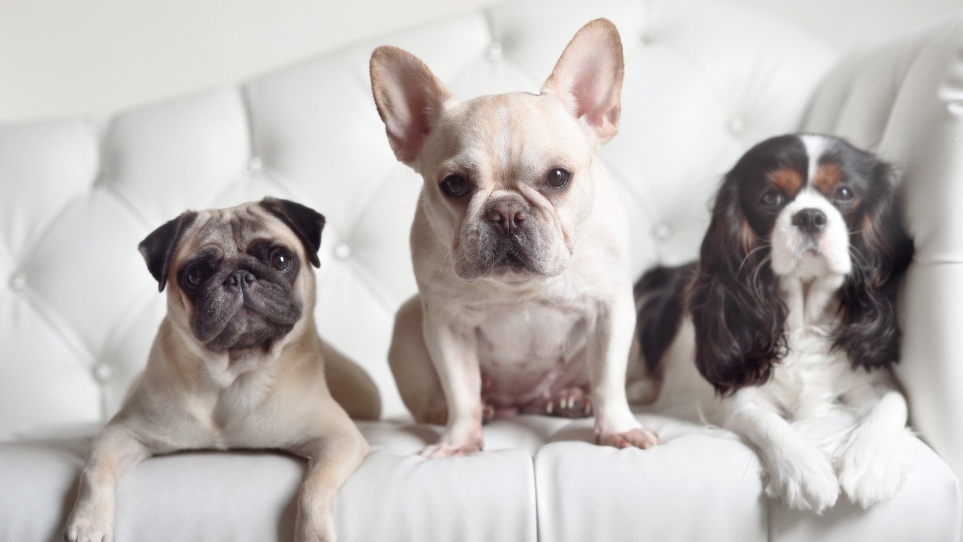 意甲联赛的场馆升级与运营创新,意甲球队球场