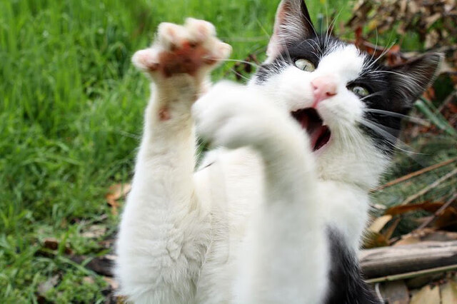 开云在线直播-拉文罚球稳定公牛末节稳住局势，nba_拉文34分 公牛击败活塞