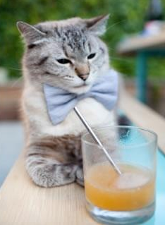 格鲁吉亚女篮在欧洲锦标赛中崭露头角,迈向国际舞台新快车,格鲁吉欧女王vs