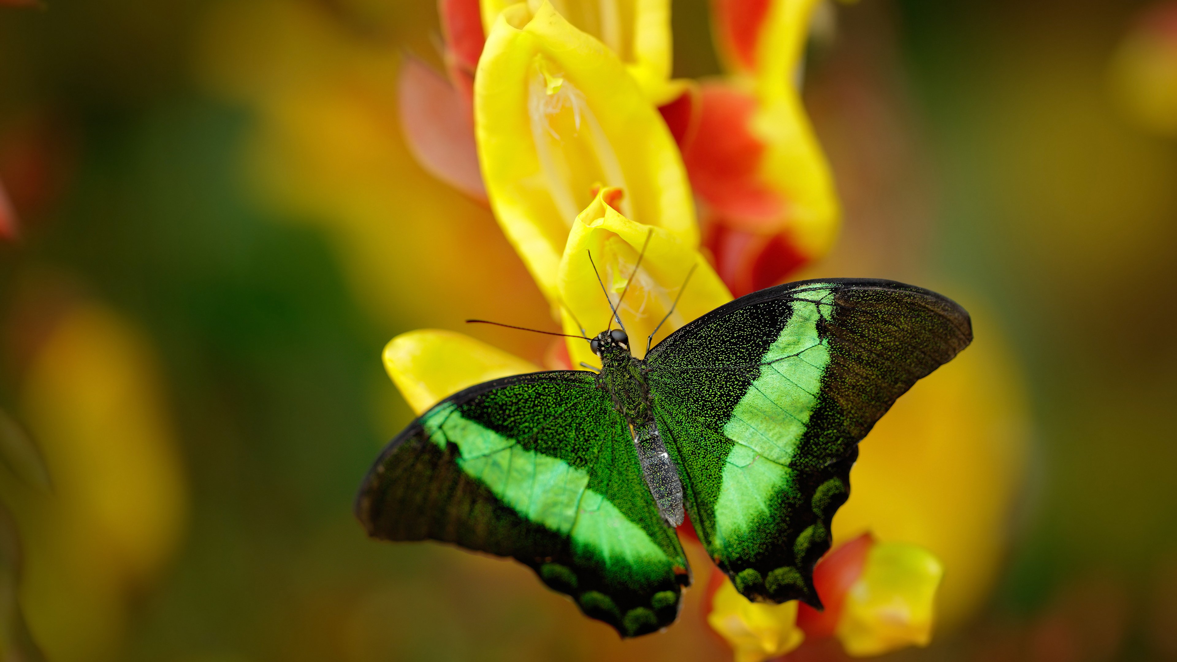 开云权威入口-配速节奏数据解析比赛胜负关键，各阶段配速对照表